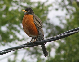 robin_for_web